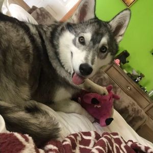 Meet your Posher, Dana